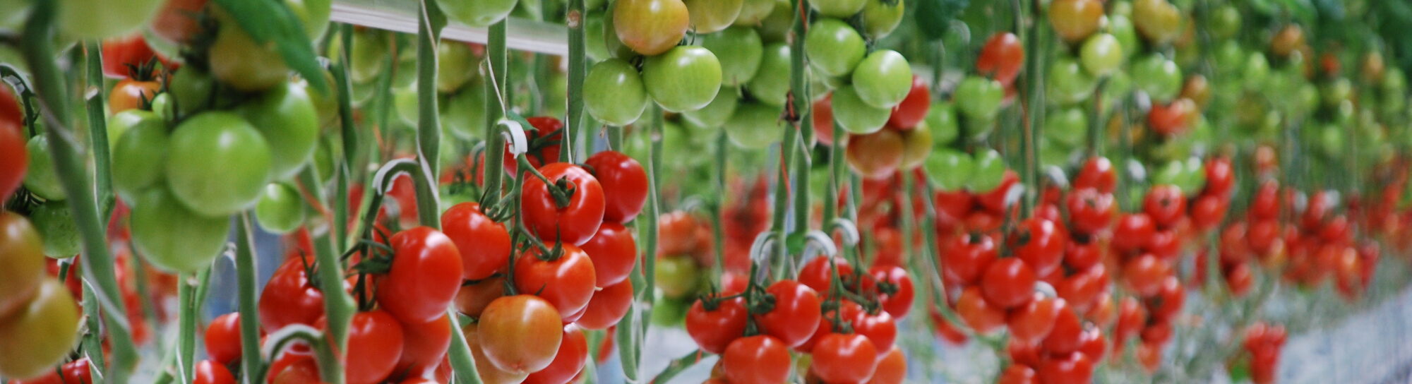 Auf dem Weg zur optimalen Tomate