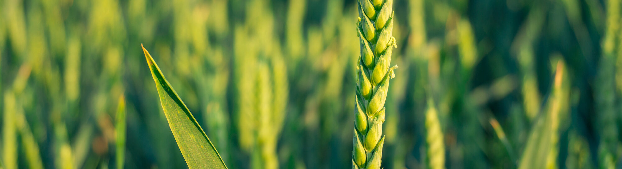 How plant breeding innovations are helping to feed a hungry world