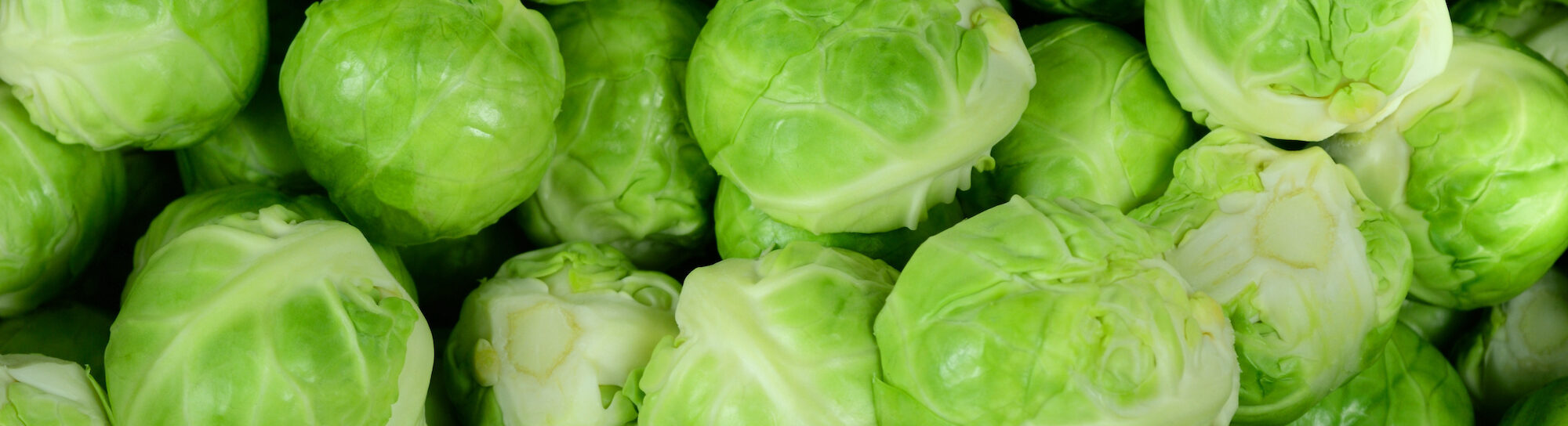 Lack of plant protection resulting in declining cultivation of Brussels sprouts