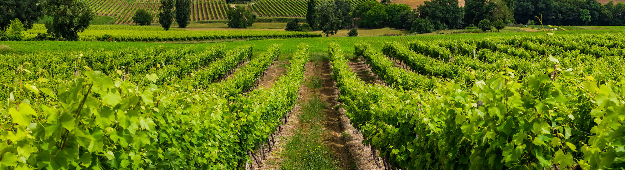 French winegrowers plead for new breeding methods
