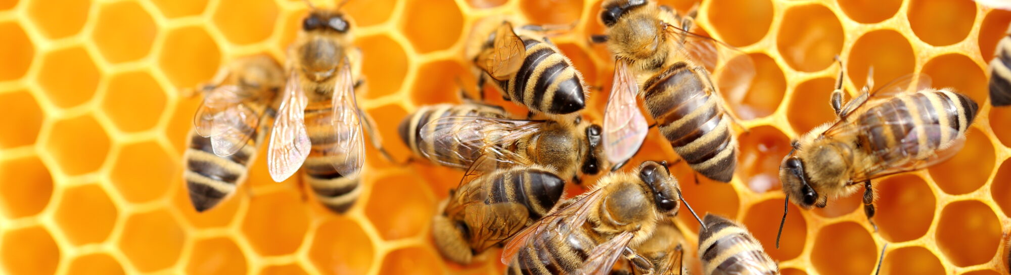 Bienen: Gentechnischer Schutz gegen die Varroamilbe in Sicht