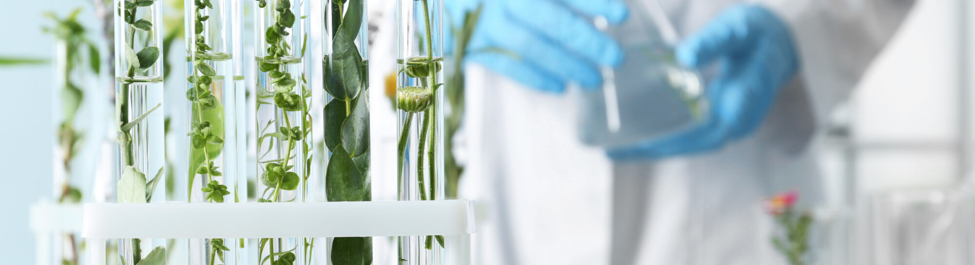 Biotechnologie verte : les craintes quant à la sécurité ne font plus recette