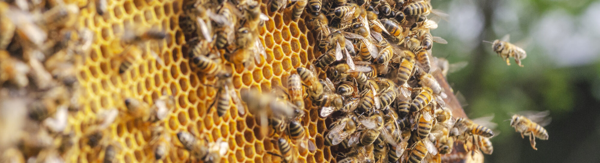 Honey bees not on brink of extinction