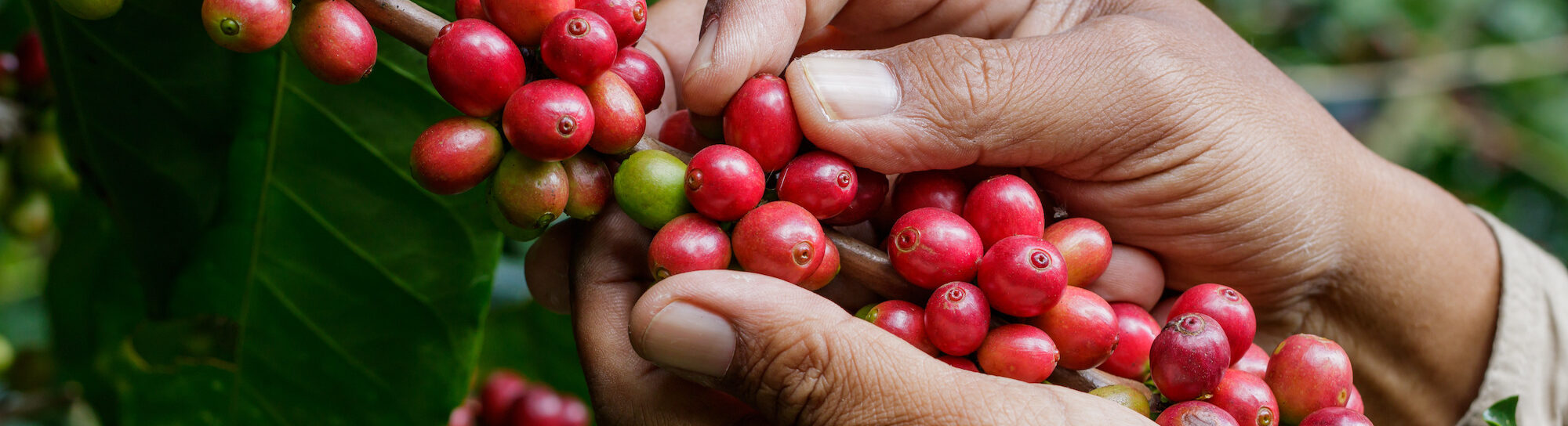 Climate change threatens the future of coffee