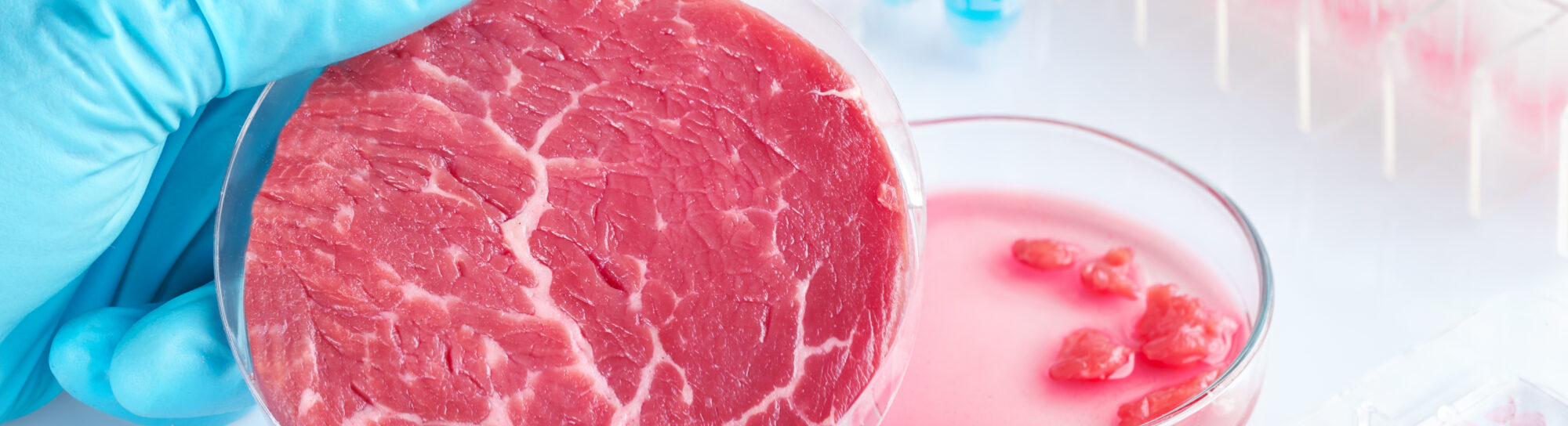 From stem cell to steak
