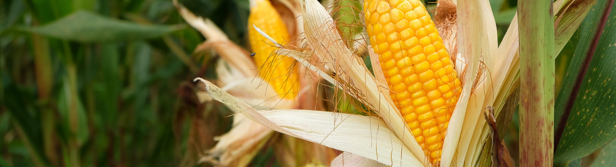 Insektenresistenter SmartStax-Mais schadet Wasserflöhen nicht