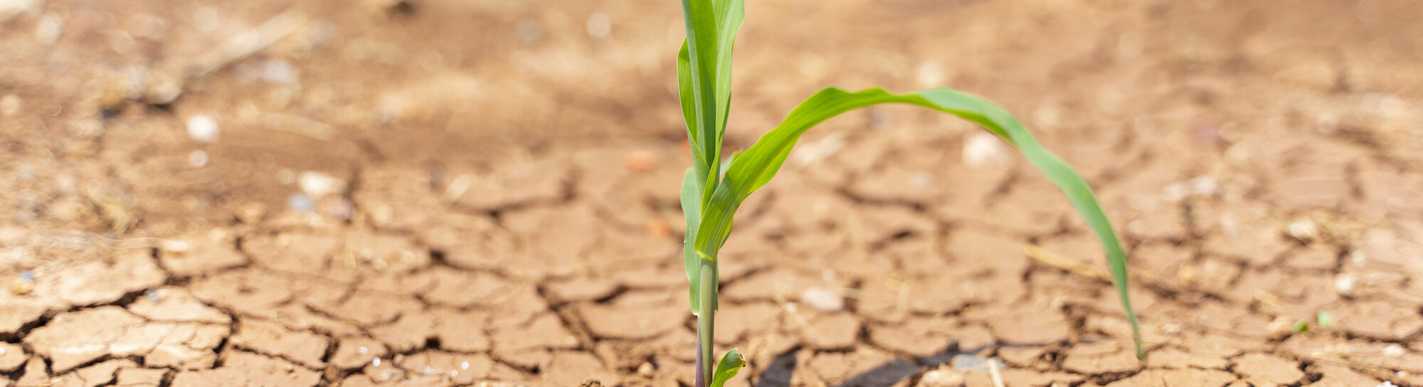 Dürretoleranter Mais als Reaktion auf Klimawandel