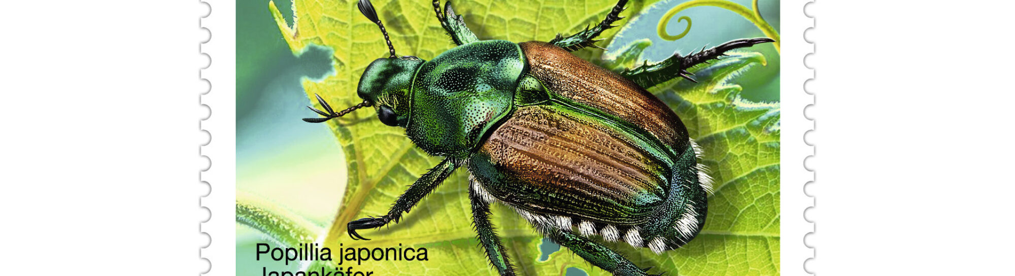 Traveling Japanese beetle threatens native plants