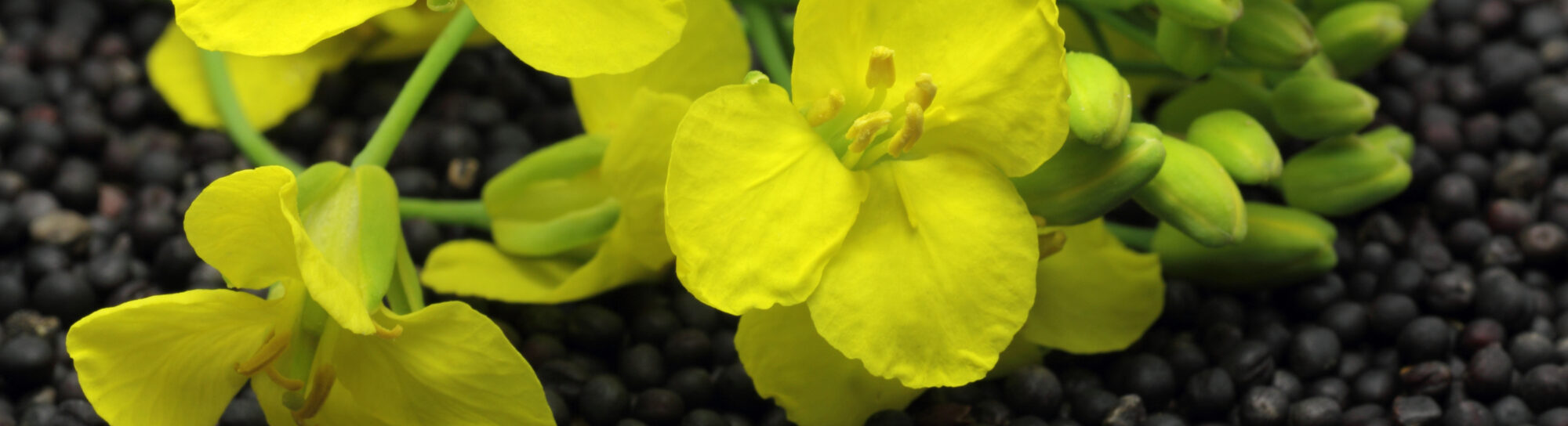 German oilseed processors call for commitment to genetic engineering
