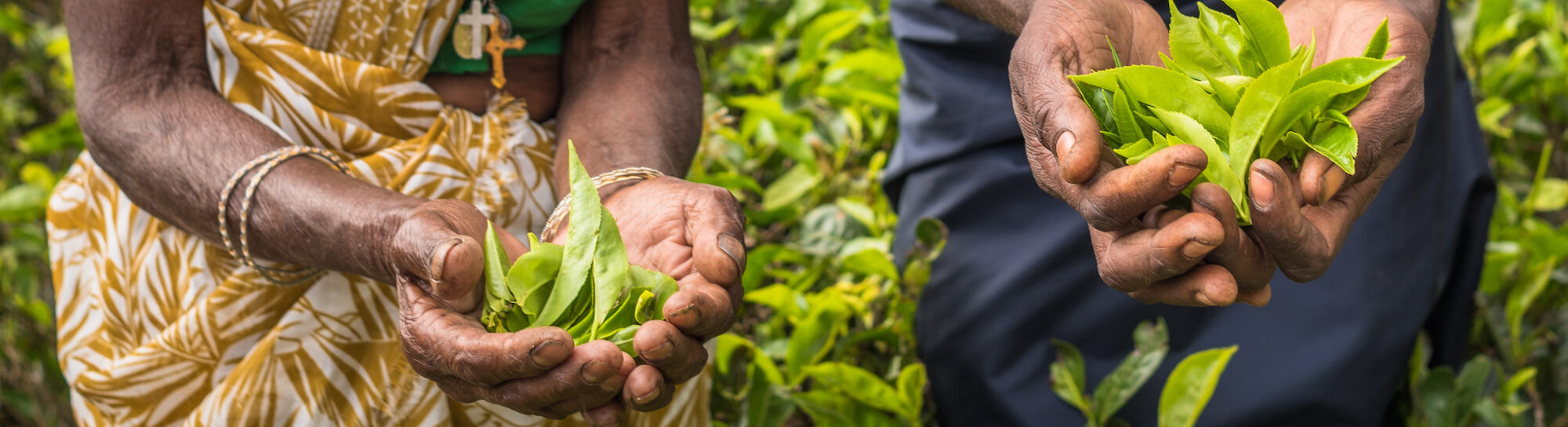 Sri Lanka: Pestizidverbot mit fatalen Folgen