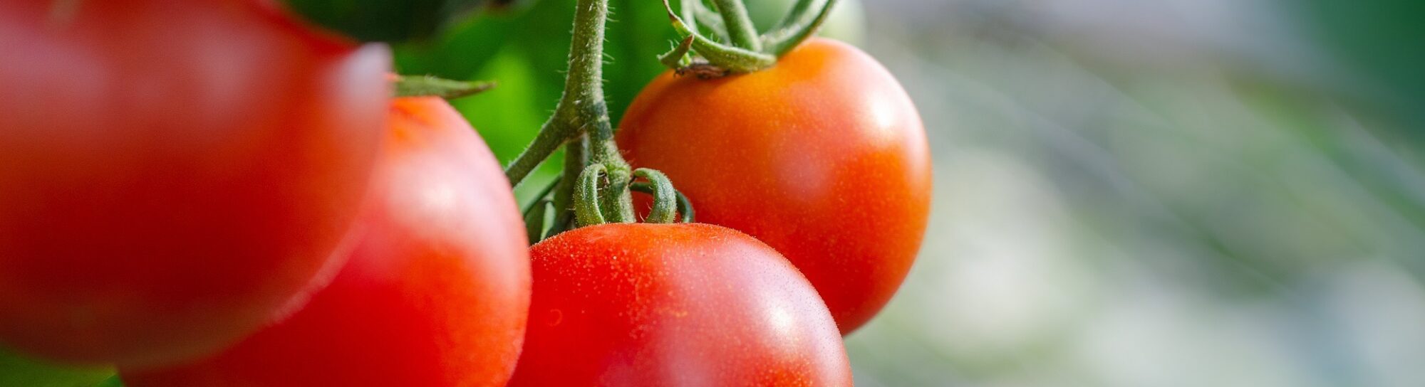 Tomatoes: From «water bomb» to aromatic fruit