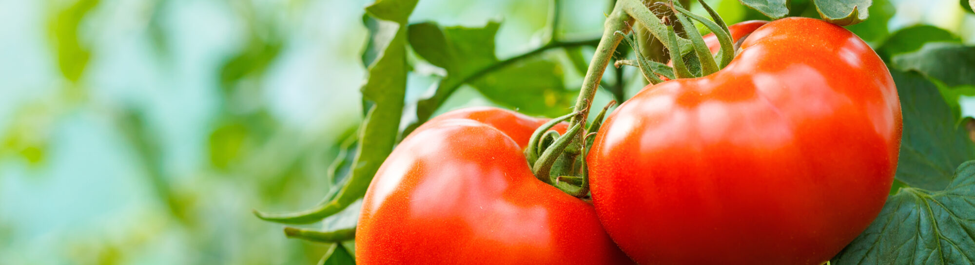 Tomates à haute teneur en acides aminés