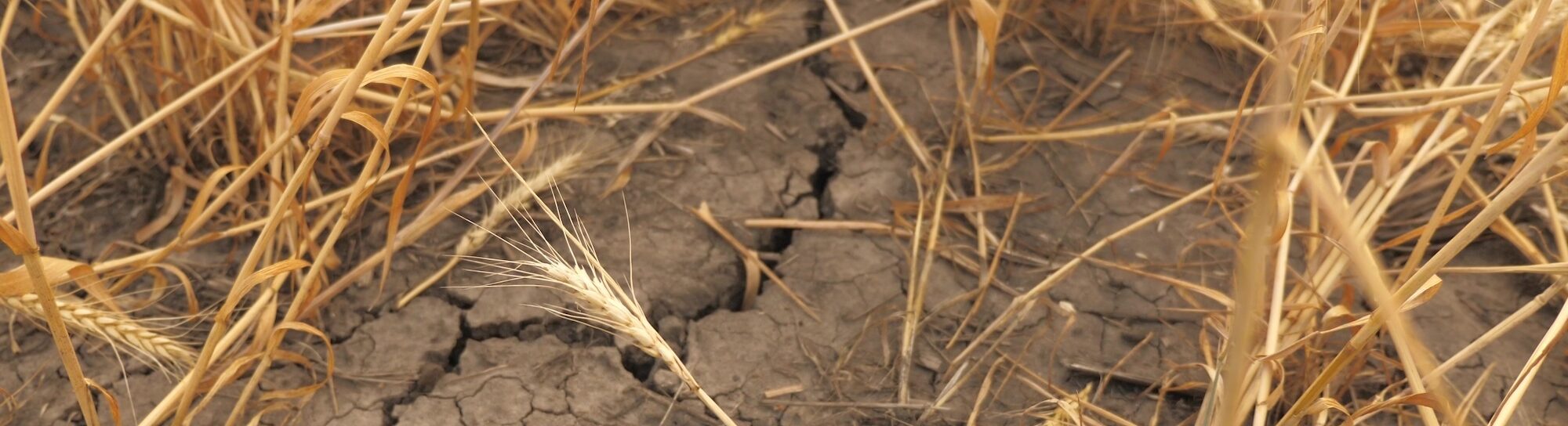 Du blé argentin résistant à la sécheresse