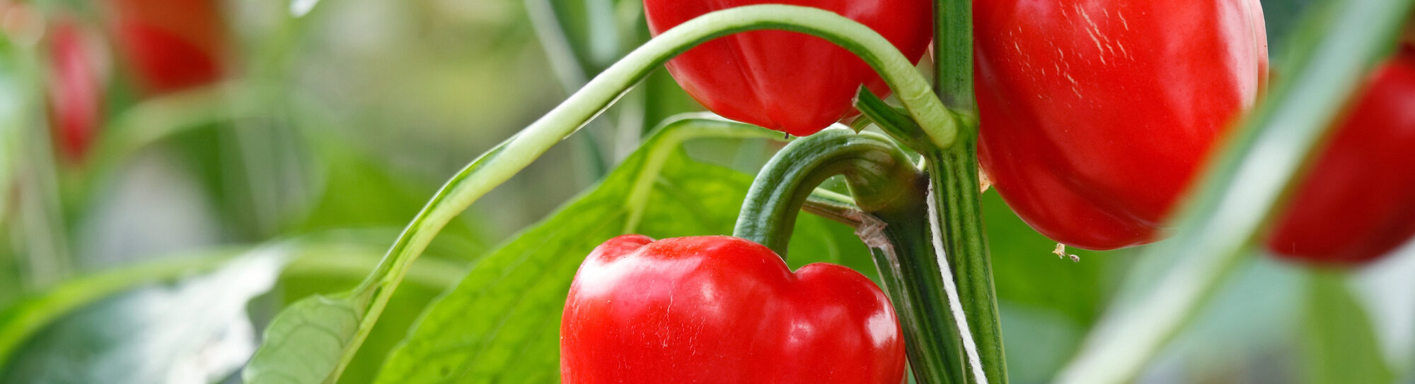 The ‘pepper patent’ controversy