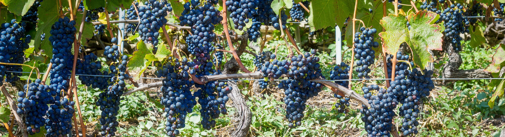 Viticulture: Fungus-resistant grape (FRG) varieties need plant protection too