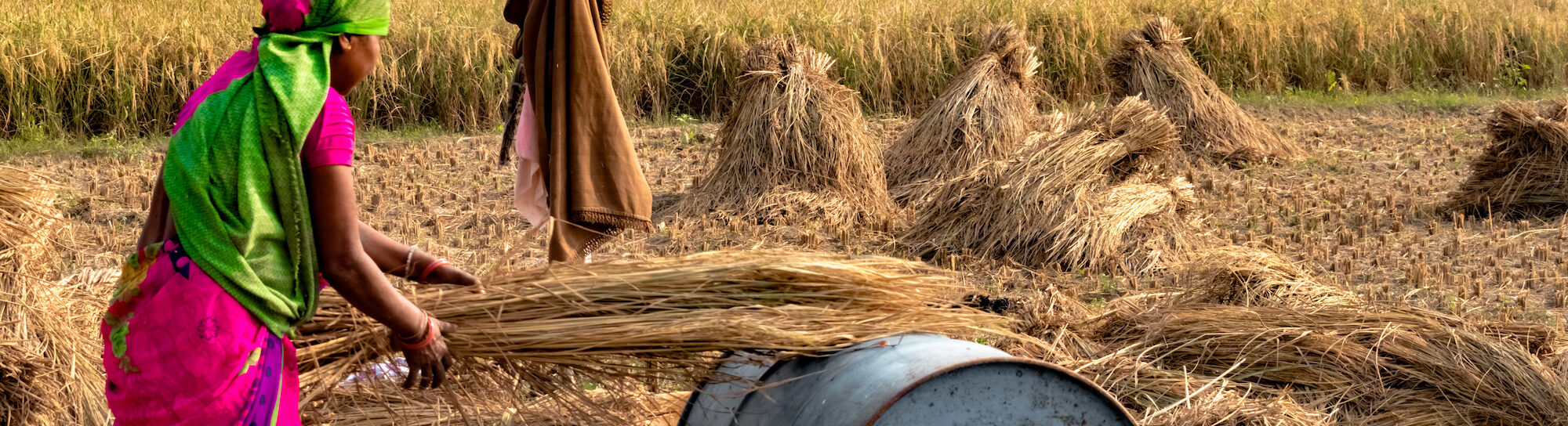Weizenproduktion: Hitzewelle in Indien verschärft weltweite Versorgungslage