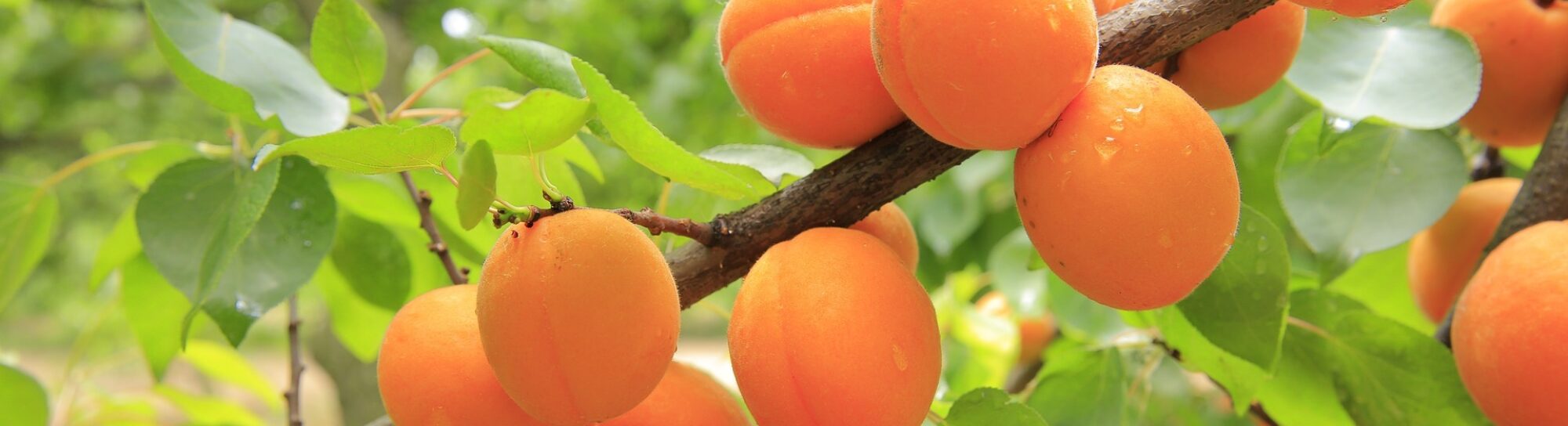 Hoffnung auf resistente Aprikosen