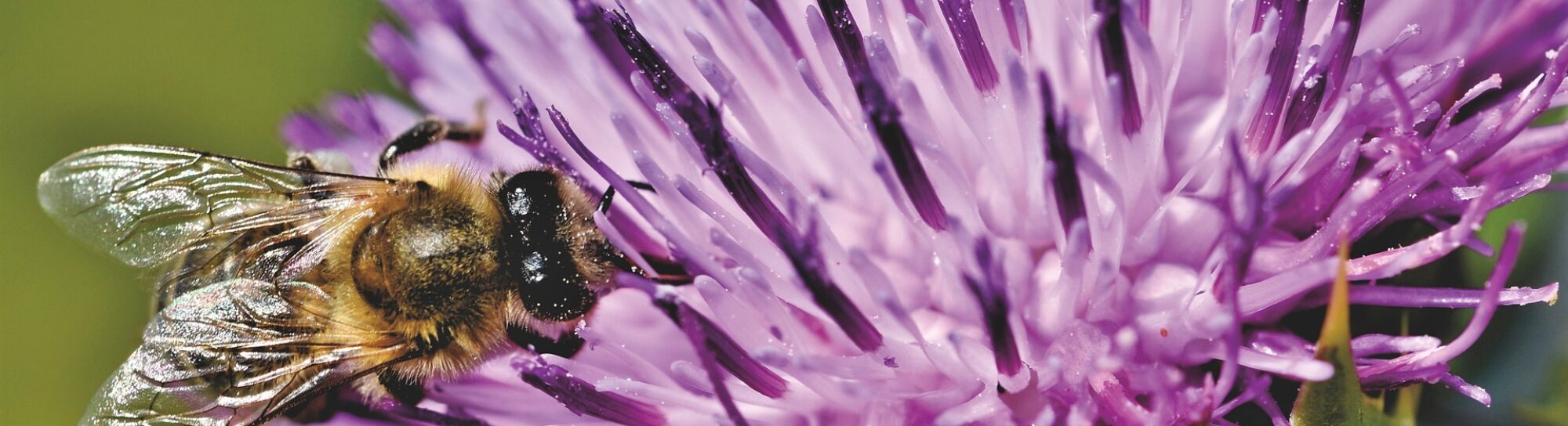 Immer mehr Bienenvölker in Europa