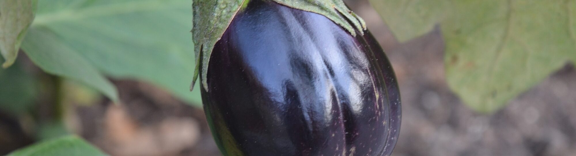 Healthy eggplants thanks to Bacillus thuringiensis