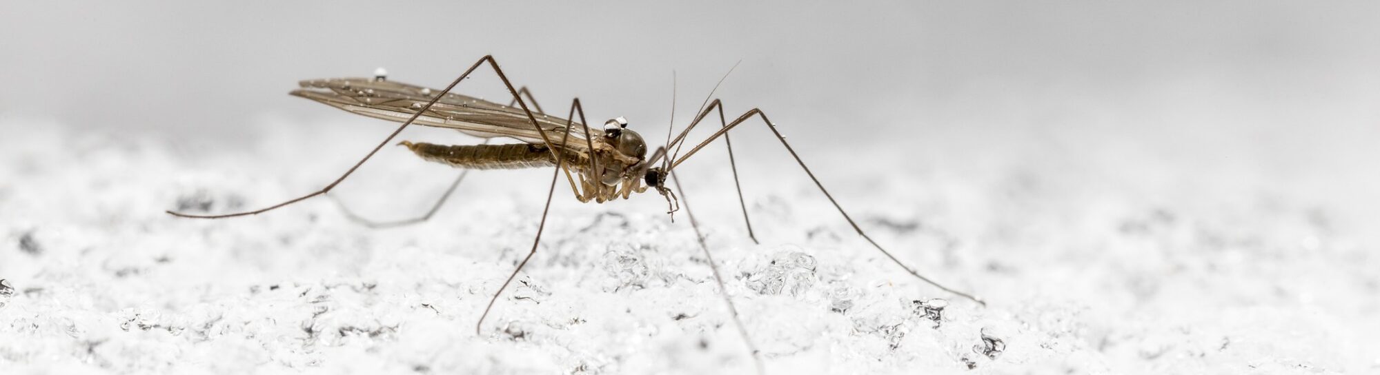 Des biocides contre le paludisme