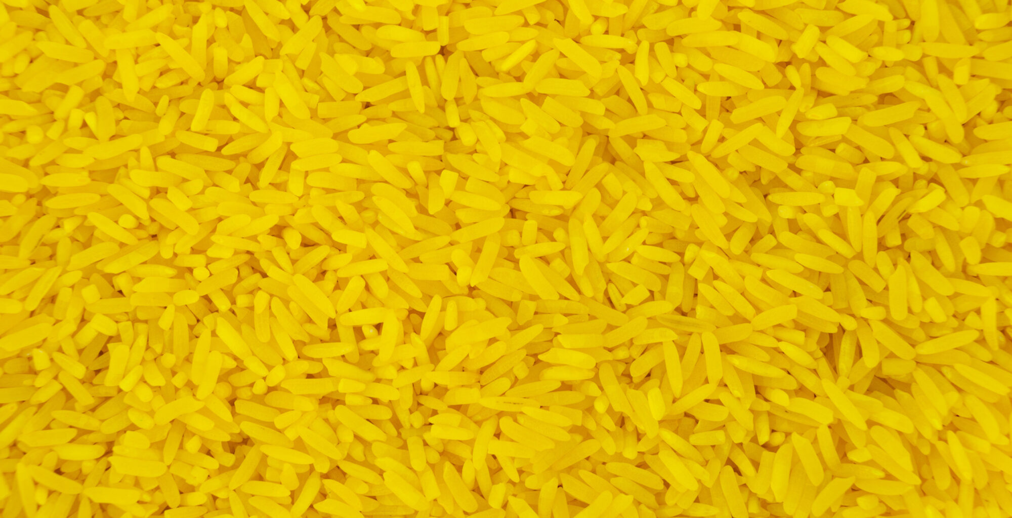 Endlich goldene Zeiten für den Golden Rice