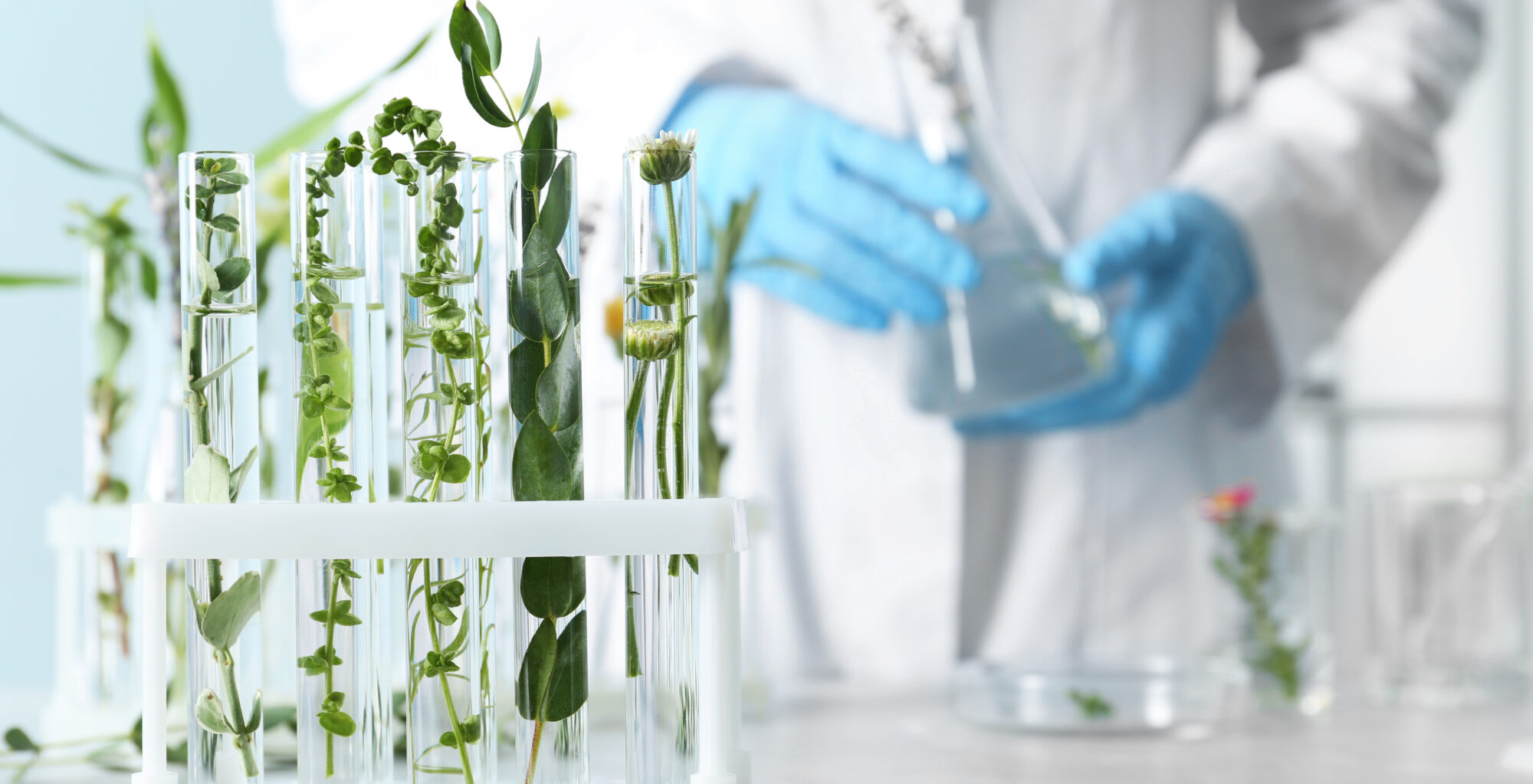 Biotechnologie verte : les craintes quant à la sécurité ne font plus recette