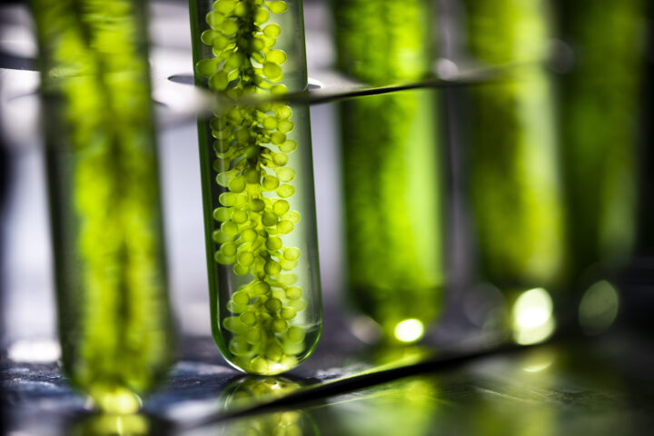 Sustainable nutrition with algae