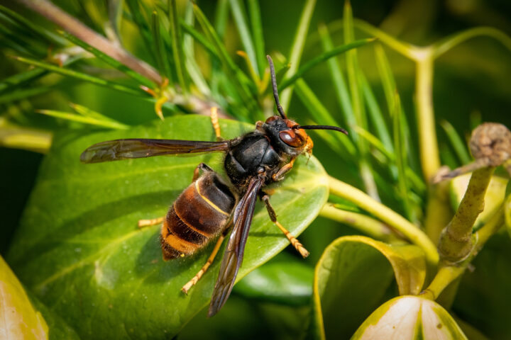 Asiatische Hornisse bedroht einheimische Honigbiene