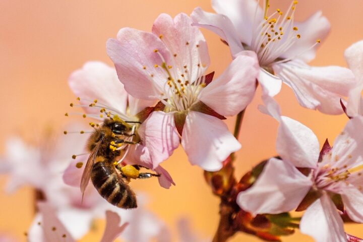 Mehr Honigbienen in Europa