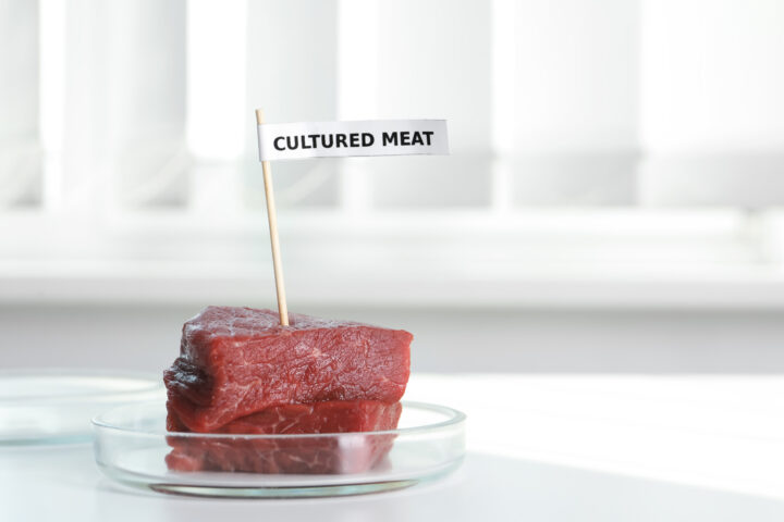 An innovation hub for cultured meat
