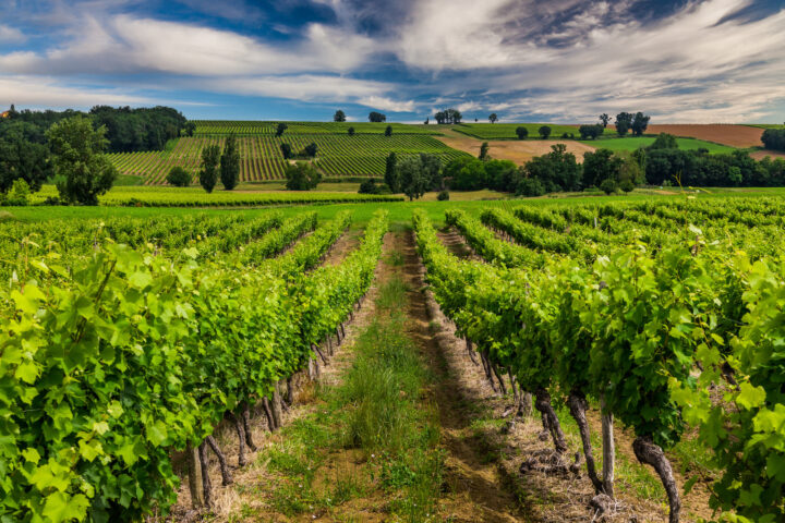 Des viticulteurs français plaident en faveur de nouvelles méthodes de sélection