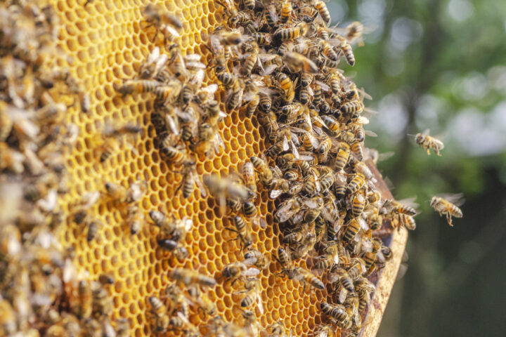 Honey bees not on brink of extinction