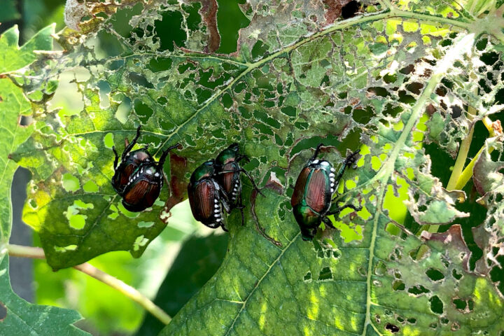 Les scarabées japonais sont à signaler immédiatement!