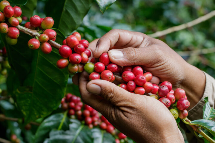 Klimawandel bedroht Zukunft des Kaffees