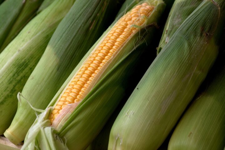 «Les aliments génétiquement modifiés sont dangereux pour la santé»