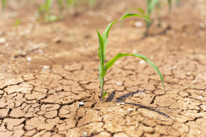 Dürretoleranter Mais als Reaktion auf Klimawandel