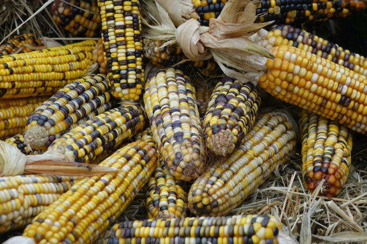 Genetically modified maize – a success story, even in skeptical Europe