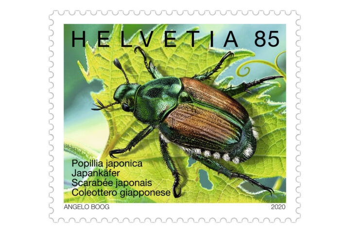 Le scarabée du Japon, grand voyageur, menace les plantes indigènes