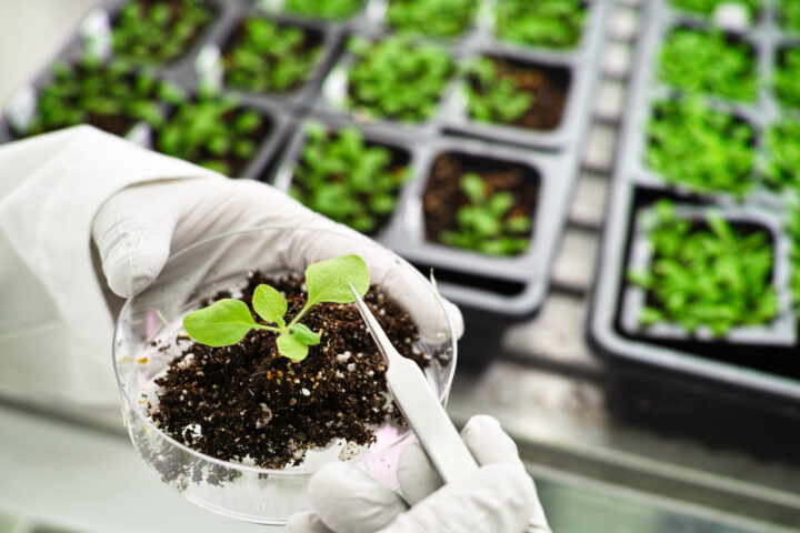 Nobel prize laureate Nüsslein-Volhard: “Genetic engineering offers major opportunities for environmental protection”