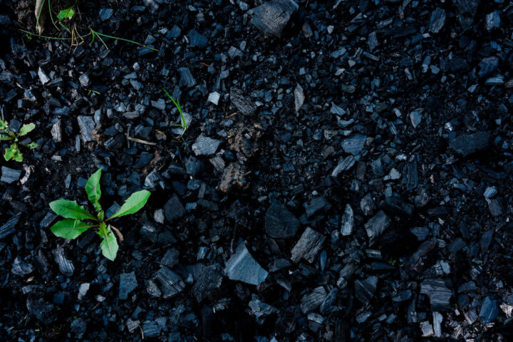 Plant charcoal for soil and climate