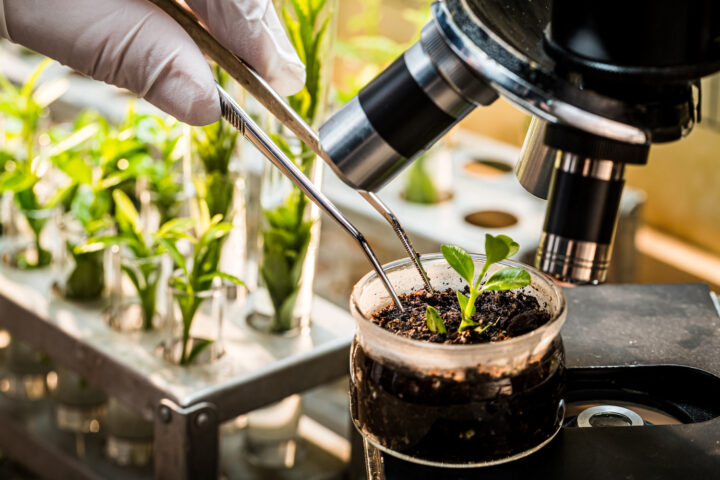 The United Kingdom paves the way for the cultivation of genome-edited plants