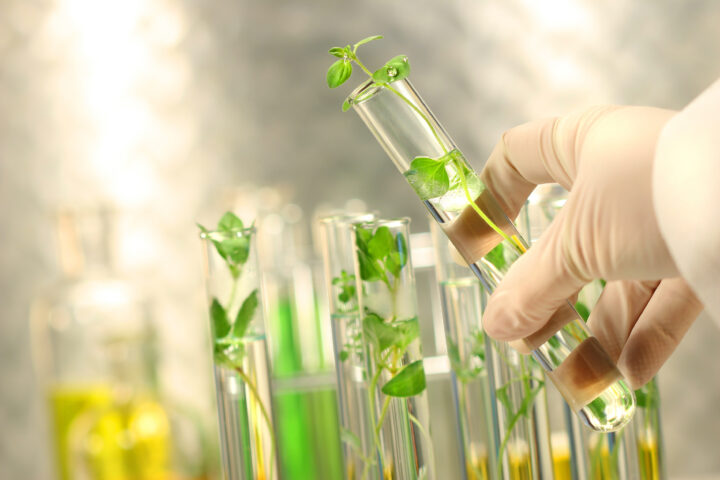 Präzisionszüchtung: England erlaubt den Anbau von genomeditierten Nutzpflanzen