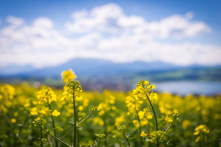 Swiss Rapeseed Oil Production at Risk