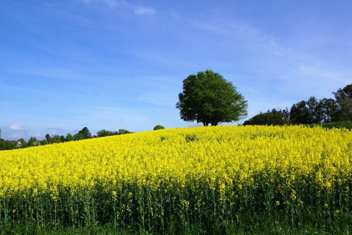 Do without Swiss rapeseed oil?