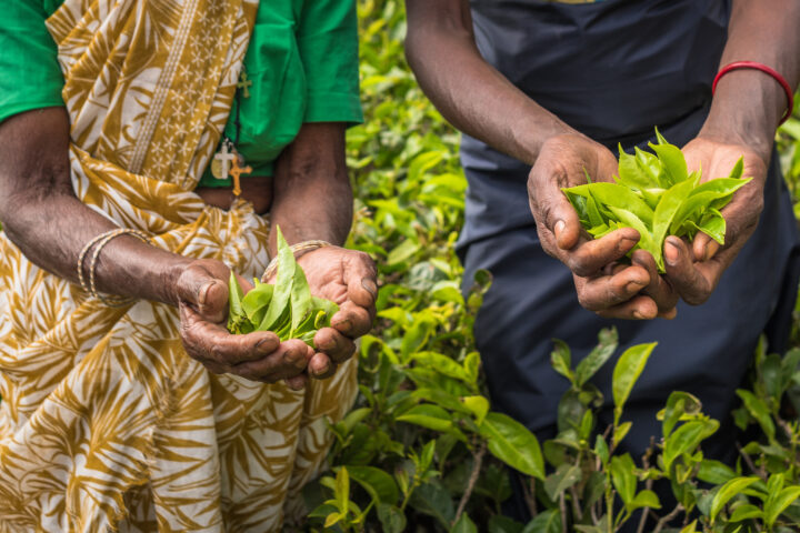 Sri Lanka: Pesticide ban with disastrous consequences
