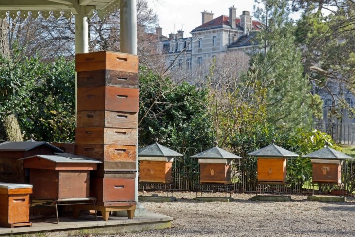 Urban beekeeping is endangering biodiversity