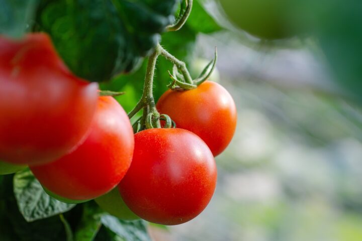 Tomatoes: From "water bomb" to aromatic fruit
