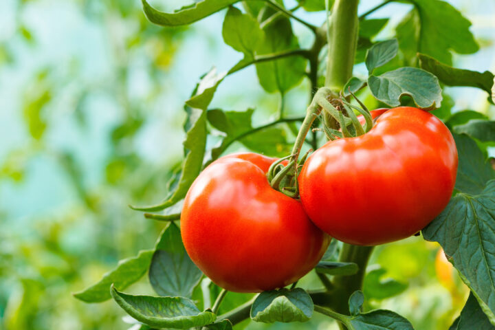 Tomaten mit hohem Aminosäuregehalt