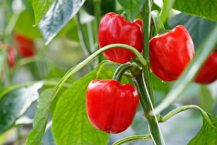 The ‘pepper patent’ controversy