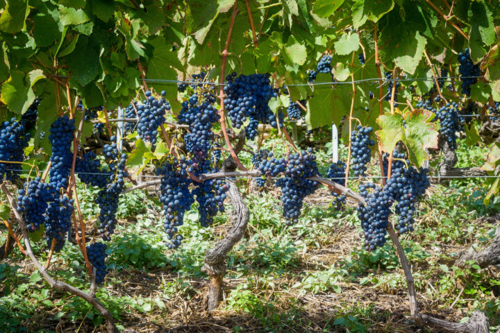 Viticulture: Fungus-resistant grape (FRG) varieties need plant protection too